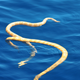 Image for article titled Supposedly Extinct Sea Snakes Spotted Off the Coast of Australia